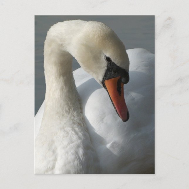 Swan Postcard (Front)