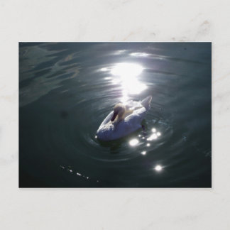 Swan Postcard