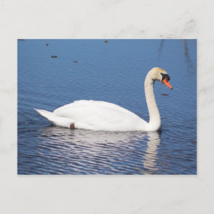 Swan postcard