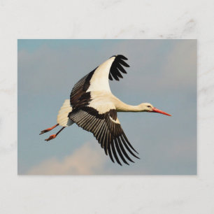 Swan Postcard