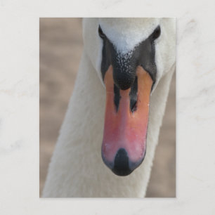Swan Postcard