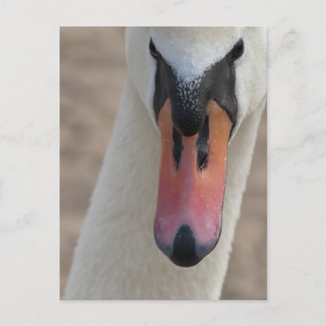 Swan Postcard (Front)