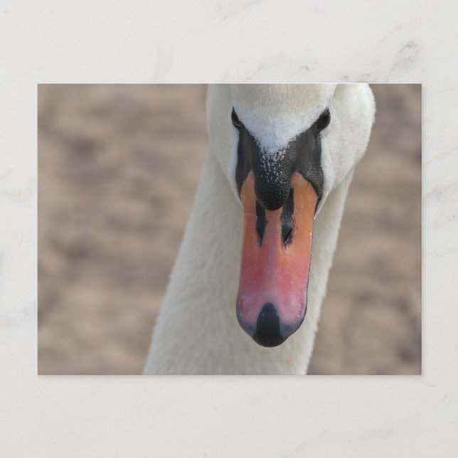 Swan Postcard (Front)