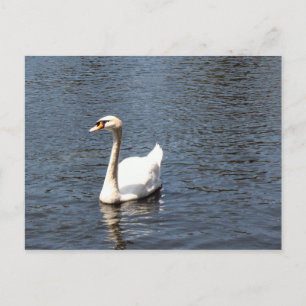 swan postcard