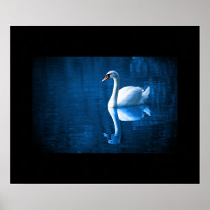 Swan Poster