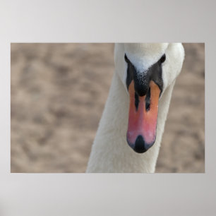 Swan Poster