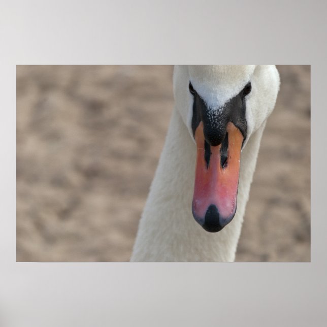 Swan Poster (Front)