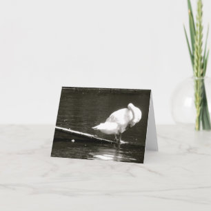 Swan Preening Note Card By Brad Hines