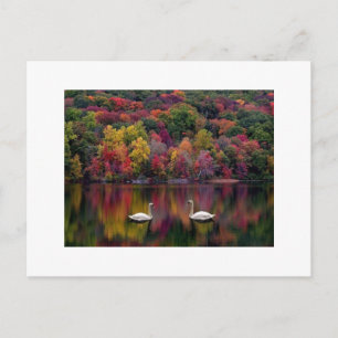 Swan Reflection Postcard
