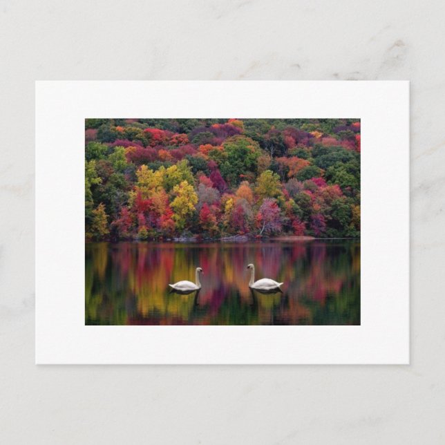 Swan Reflection Postcard (Front)