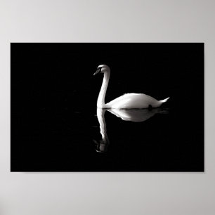 Swan Reflection Poster