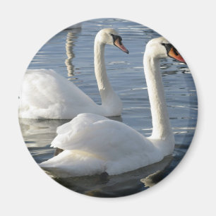 Swan Reflections Magnet