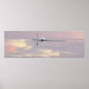 Swan Reflections Poster