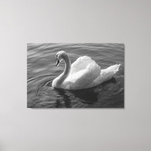 Swan. Roath Park Lake, Cardiff, Wales B&W Canvas Print
