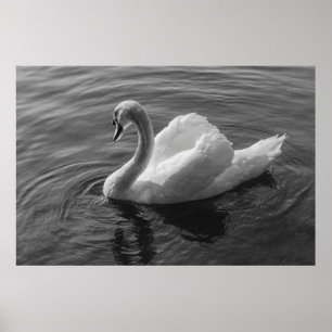Swan. Roath Park Lake, Cardiff, Wales B&W Poster