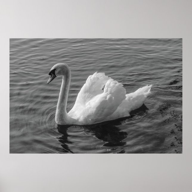 Swan. Roath Park Lake, Cardiff, Wales B&W Poster (Front)