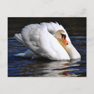 Swan Sets Sail Postcard