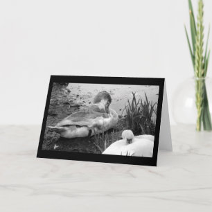 Swan Siesta Card