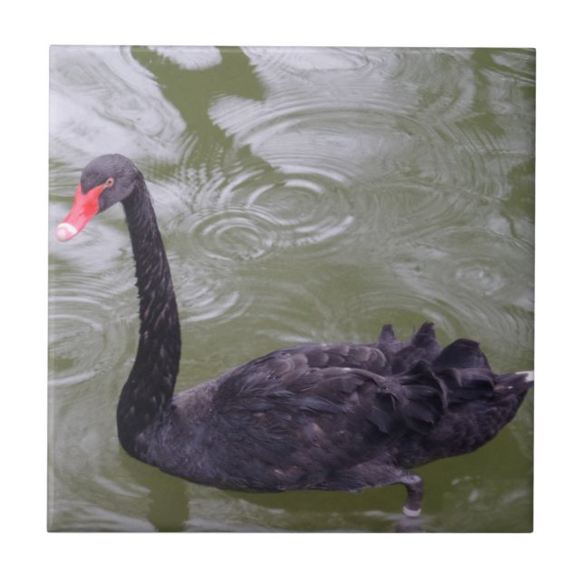 Swan Small (4.25" x 4.25") Ceramic Photo Tile (Front)