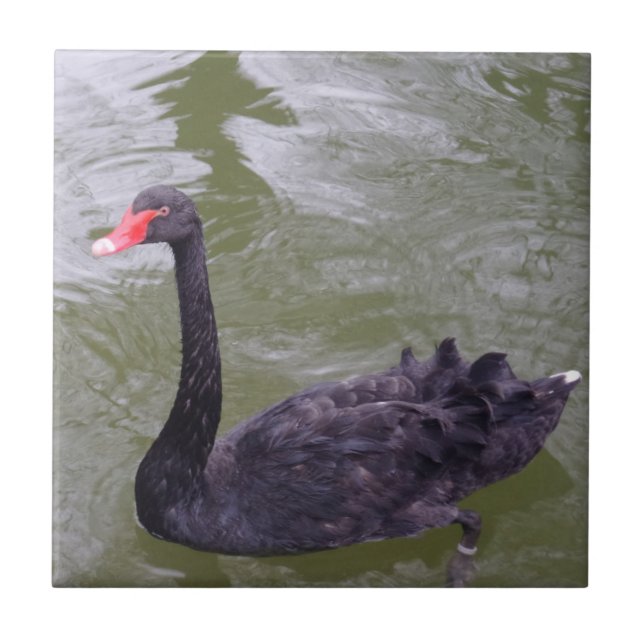 Swan Small (4.25" x 4.25") Ceramic Photo Tile (Front)