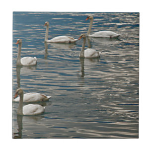 Swan Song Tile