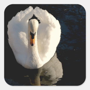 Swan Square Sticker