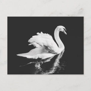 Swan Swimming Black and White Postcard