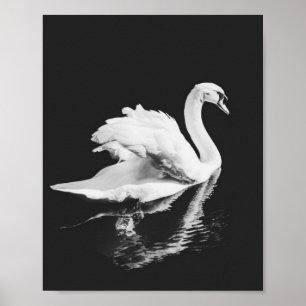 Swan Swimming Black and White Poster
