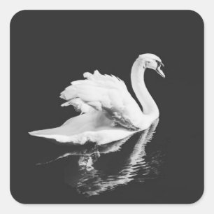 Swan Swimming Black and White Square Sticker