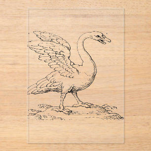 Swan Symbol of Love and Fidelity Fine Art Acrylic Invitations