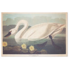 Swan Tissue or Decoupage Paper