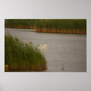 Swan Waterscape Poster