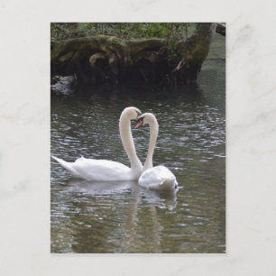 Swan Wedding Love Peace Hope Water Lake Park Postcard
