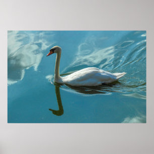 Swan with Cloud Reflections Poster