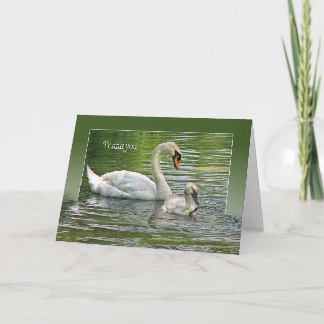 Swan with cygnet in water for thank you (Front)