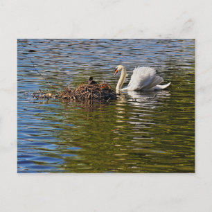 Swan with Eurasian Coot sitting on its Nest Postcard