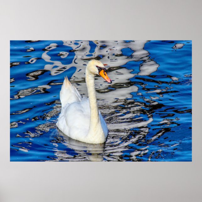 Swan with Reflections Poster (Front)