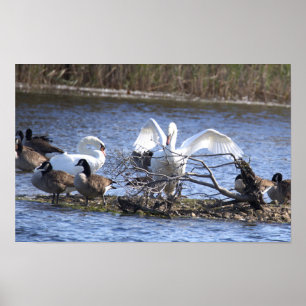 Swans and Canada Geese Poster