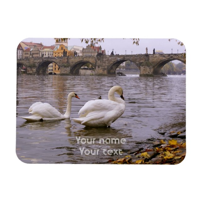Swans and Charles bridge in Prague Magnet (Horizontal)