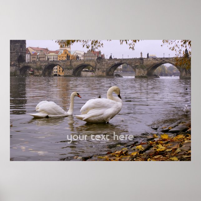 Swans and Charles bridge in Prague Poster (Front)