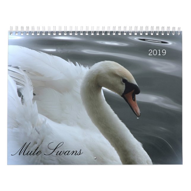 Swans and cygnets calendar (Cover)
