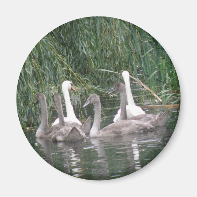 SWans and Cygnets Magnet (Front)