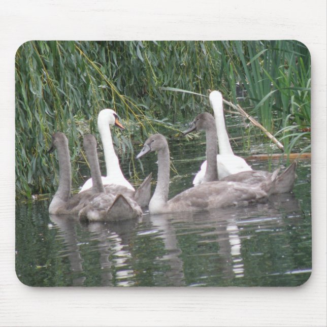 Swans and Cygnets Mousepad (Front)