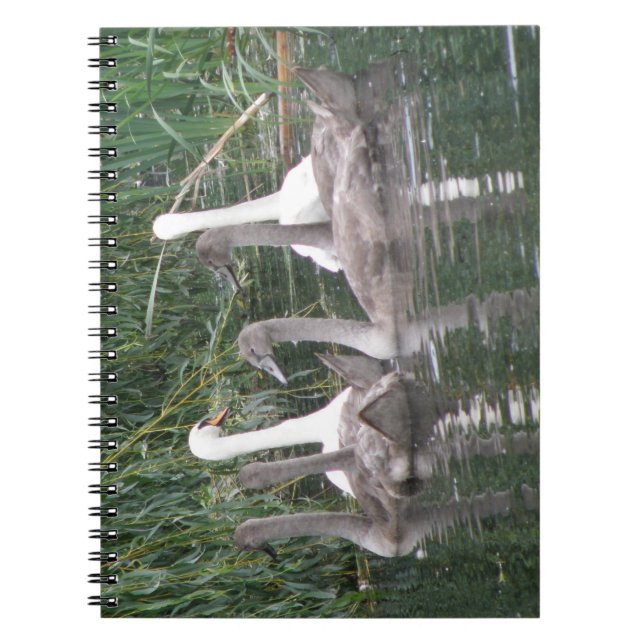SWans and Cygnets Notebook (Front)