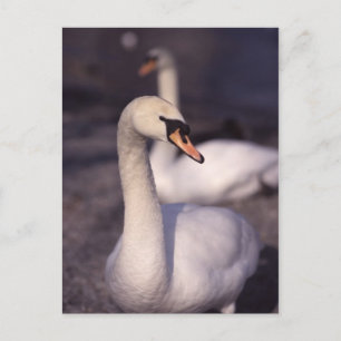 Swans at Lake Windermere Postcard