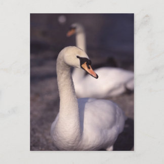 Swans at Lake Windermere Postcard