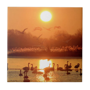 Swans at Sunrise Tile