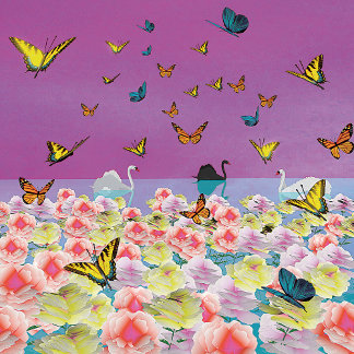 Swans at Sunset Poster