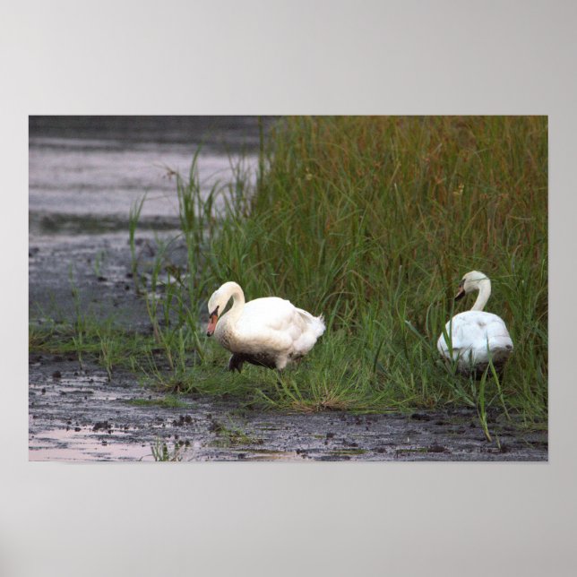 Swans by the Marsh Poster (Front)