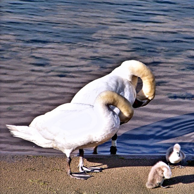 SWANS CERAMIC TILE (Creator Uploaded)